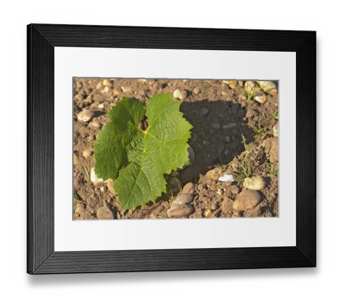 Framed Print : A Merlot leaf - the leaf is round and has not so deep separation between the lobes Framed Print : A Merlot leaf - the leaf is round and has not so deep separation between the lobes
