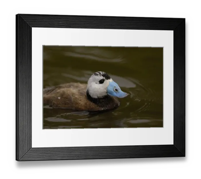 Framed Print : White-headed Duck (Oxyura leucocephala) CAPTIVE Slimbridge Wildfowl and Wetlands