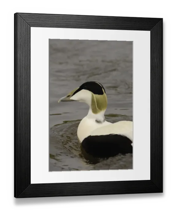 Framed Print : Common Eider Duck male (Somateria mollissima) CAPTIVE Slimbridge Wildfowl Framed Print : Common Eider Duck male (Somateria mollissima) CAPTIVE Slimbridge Wildfowl