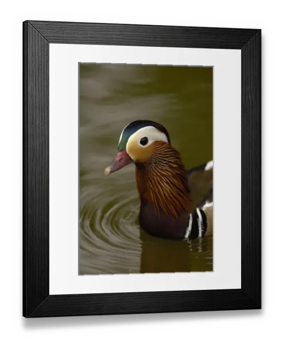 Framed Print : Mandarin Duck (Aix galericulata) CAPTIVE Slimbridge Wildfowl and Wetlands Trust