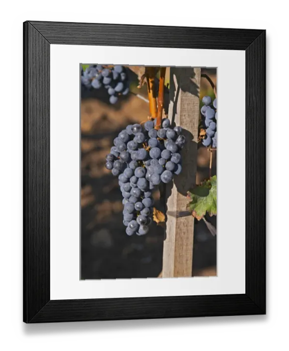 Framed Print : Ripe bunches of Merlot grapes at Chateau la Grave Figeac, Saint Emilion, Bordeaux Framed Print : Ripe bunches of Merlot grapes at Chateau la Grave Figeac, Saint Emilion, Bordeaux