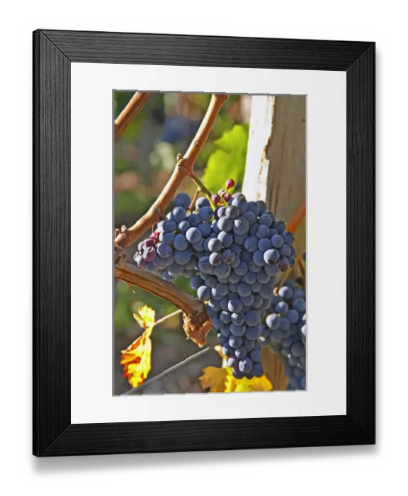 Framed Print : Ripe bunches of Merlot grapes at Chateau la Grave Figeac, Saint Emilion, Bordeaux Framed Print : Ripe bunches of Merlot grapes at Chateau la Grave Figeac, Saint Emilion, Bordeaux