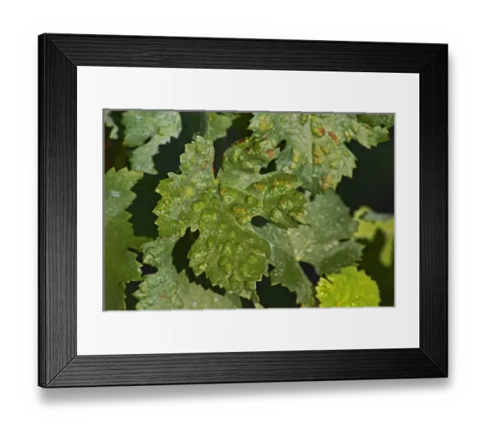 Framed Print : A Merlot leaf with a malady Probably erinose - a harmless attack by spiders Framed Print : A Merlot leaf with a malady Probably erinose - a harmless attack by spiders