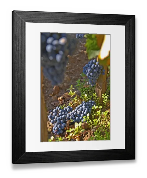 Framed Print : Bunches of Merlot grapes on the ground, green harvest or crop thinning Framed Print : Bunches of Merlot grapes on the ground, green harvest or crop thinning