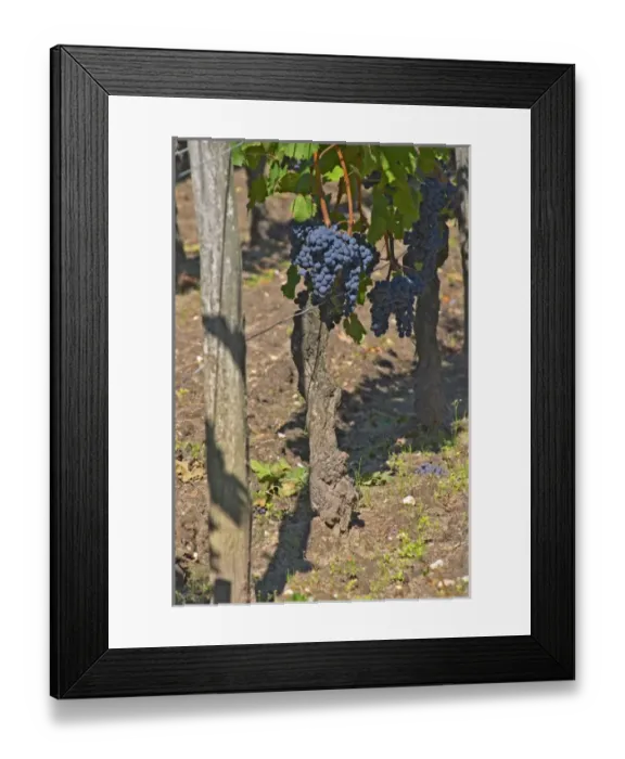 Framed Print : A Cabernet Franc bunch of grapes on a vine in the vineyard at Chateau Cheval Blanc