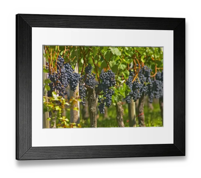 Framed Print : Ripe bunches of Merlot grapes in a row in the vineyard - Chateau Grand Mayne, Saint Emilion