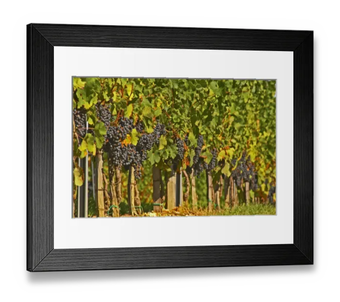 Framed Print : Petit Verdot grape bunches and vines - Chateau de la Tour (or Clos de La Tour), Bordeaux Framed Print : Petit Verdot grape bunches and vines - Chateau de la Tour (or Clos de La Tour), Bordeaux