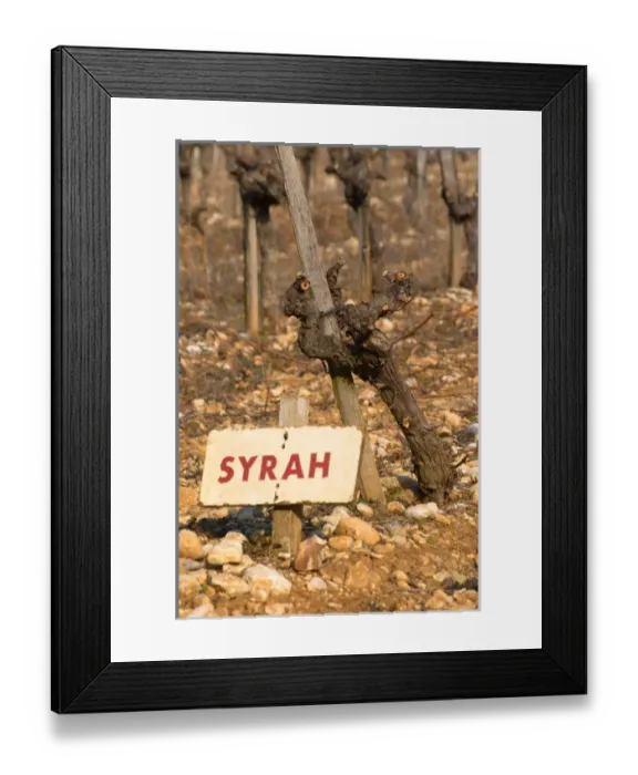 Framed Print : A syrah vine and sign at La Truffe de Ventoux truffle farm, Vaucluse, Rhone, Provence Framed Print : A syrah vine and sign at La Truffe de Ventoux truffle farm, Vaucluse, Rhone, Provence