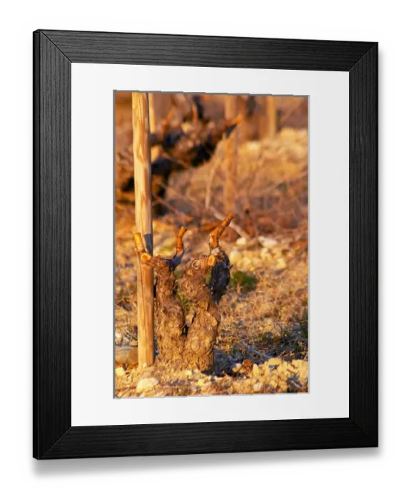 Framed Print : A grenache vine at Chateau Saint Cosme in Gigondas, Vaucluse, Rhone, Provence, France