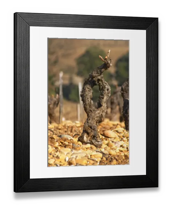Framed Print : A grenache vine and pebbly rocky galet soil at Chateau des Fines Roches in Chateauneuf-du-Pape Framed Print : A grenache vine and pebbly rocky galet soil at Chateau des Fines Roches in Chateauneuf-du-Pape