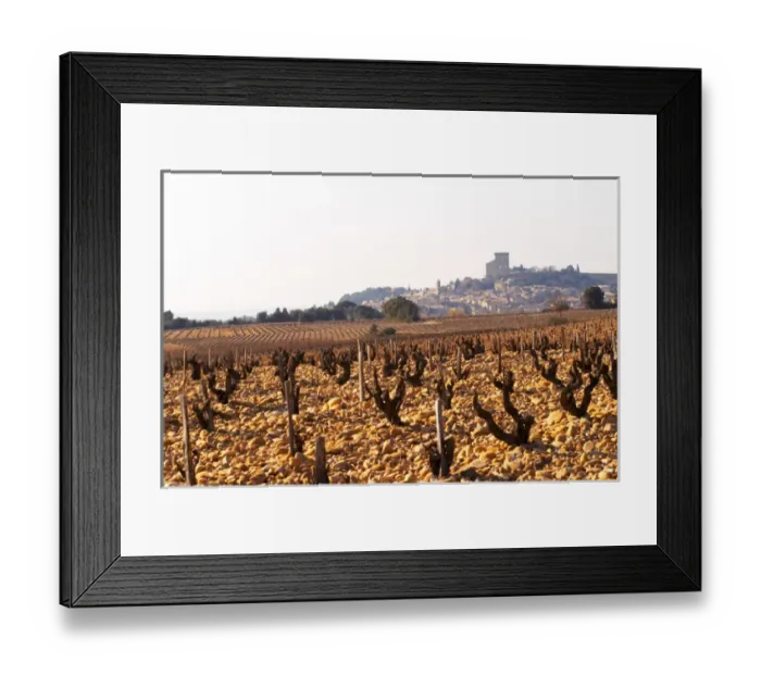 Framed Print : The vineyard of Chateau des Fines Roches with grenache vines and pebbly rocky galet soil