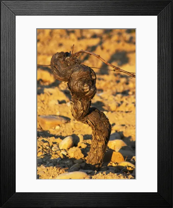 Framed Print : A syrah vine at chateau des fines roches, Chateauneuf-du-Pape, Vaucluse, Rhone, Provence Framed Print : A syrah vine at chateau des fines roches, Chateauneuf-du-Pape, Vaucluse, Rhone, Provence