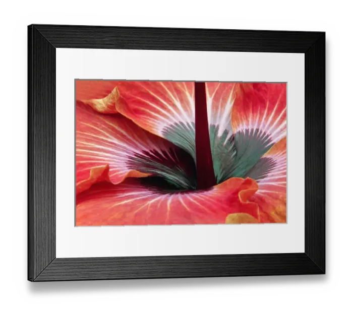 Framed Print : Close-up of hibiscus flower