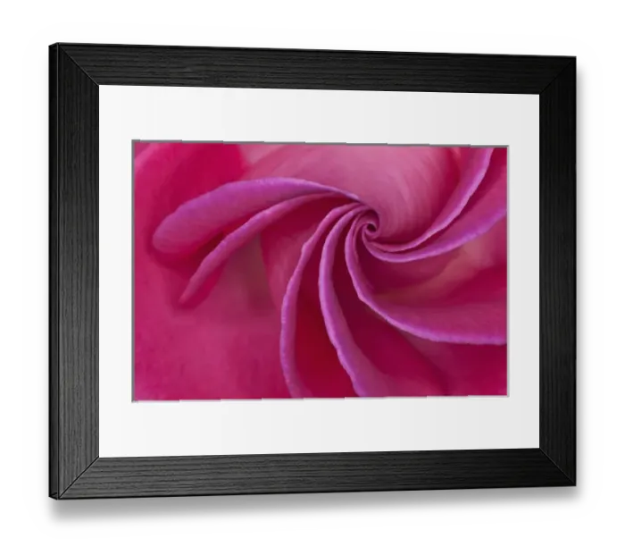 Framed Print : Close-up of red rose Framed Print : Close-up of red rose