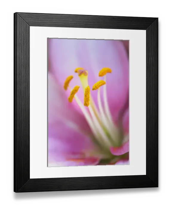 Framed Print : Close-up of hybrid Lily Framed Print : Close-up of hybrid Lily