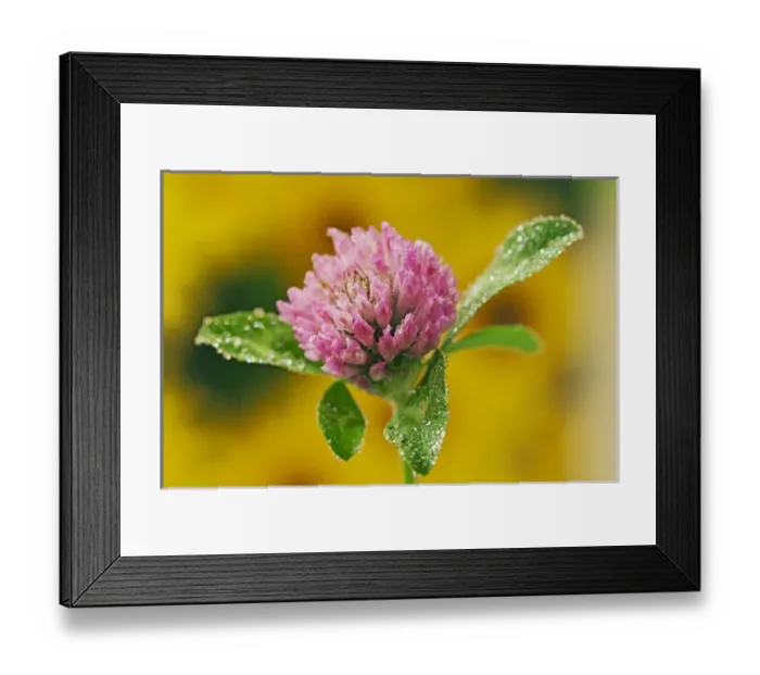 Framed Print : Clover Flower