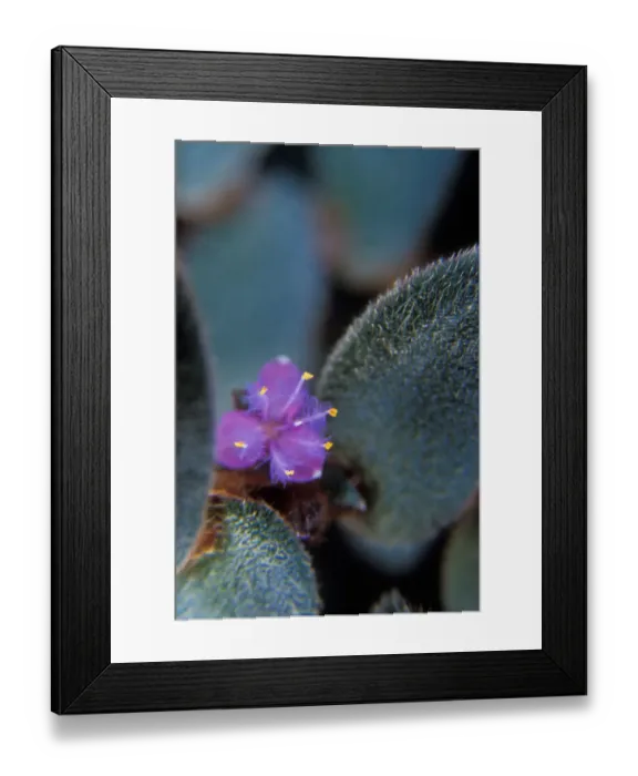Framed Print : Teddy-bear plant. Cyanotis kewensis. Sipderwort family, origianlly from India. Blossom