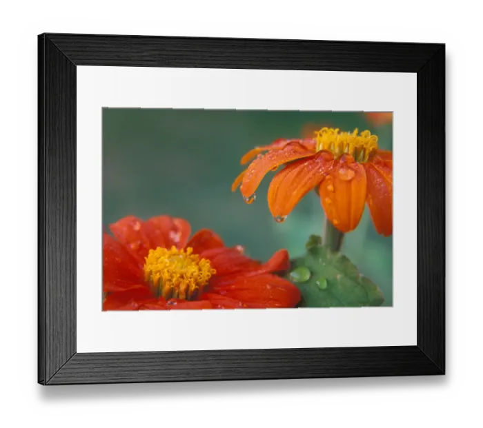 Framed Print : Tithonia (Mexican Sunflower) blossoms with water droplets