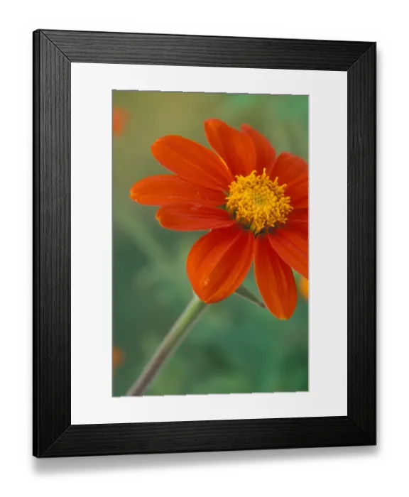 Framed Print : Tithonia (Mexican Sunflower) blossoms with water droplets Framed Print : Tithonia (Mexican Sunflower) blossoms with water droplets