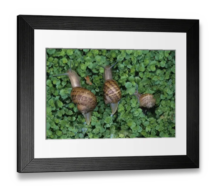 Framed Print : Three snails crawling through duckweed. Credit as: Nancy Rotenberg / Jaynes Gallery Framed Print : Three snails crawling through duckweed. Credit as: Nancy Rotenberg / Jaynes Gallery