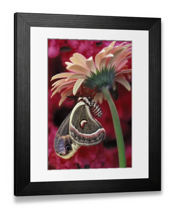 Framed Print : Cecropia on gerbera, pink azalea background. Credit as: Nancy Rotenberg / Jaynes Framed Print : Cecropia on gerbera, pink azalea background. Credit as: Nancy Rotenberg / Jaynes