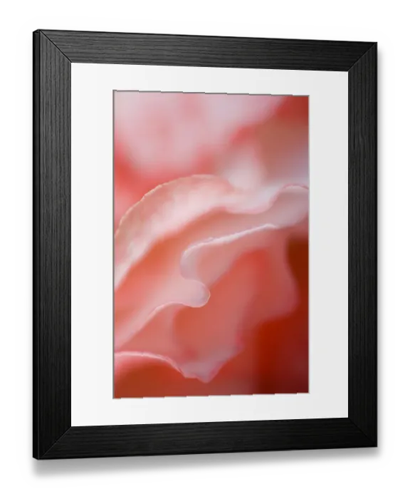 Framed Print : Flower petal edges. Credit as: Nancy Rotenberg / Jaynes Gallery / DanitaDelimont Framed Print : Flower petal edges. Credit as: Nancy Rotenberg / Jaynes Gallery / DanitaDelimont