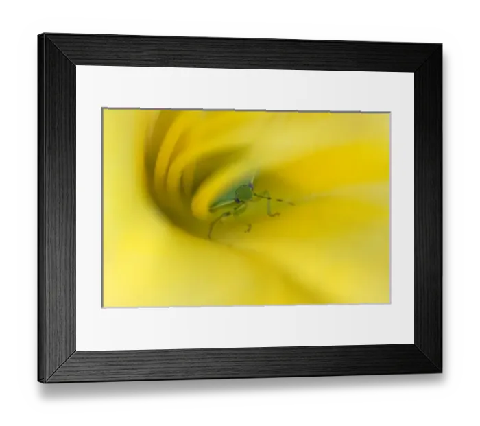 Framed Print : Shield Bug in Lily. Credit as: Nancy Rotenberg  /  Jaynes Gallery  /  DanitaDelimont