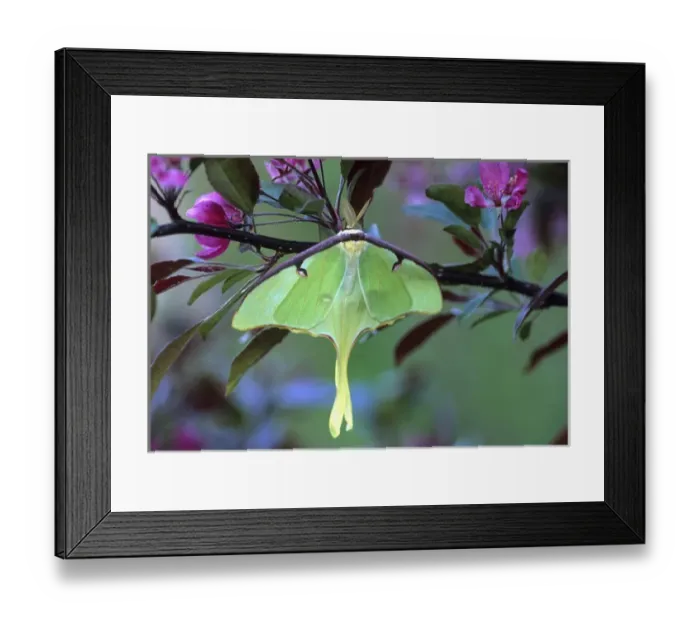 Framed Print : Luna Moth on Cherry Tree in Spring. Credit as: Nancy Rotenberg / Jaynes Gallery / DanitaDelimont Framed Print : Luna Moth on Cherry Tree in Spring. Credit as: Nancy Rotenberg / Jaynes Gallery / DanitaDelimont