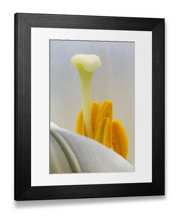Framed Print : Lily stamen close-up. Credit as: Nancy Rotenberg / Jaynes Gallery / DanitaDelimont Framed Print : Lily stamen close-up. Credit as: Nancy Rotenberg / Jaynes Gallery / DanitaDelimont