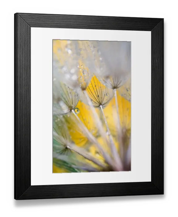 Framed Print : Seedhead with Raindrops. Credit as: Nancy Rotenberg / Jaynes Gallery / DanitaDelimont Framed Print : Seedhead with Raindrops. Credit as: Nancy Rotenberg / Jaynes Gallery / DanitaDelimont