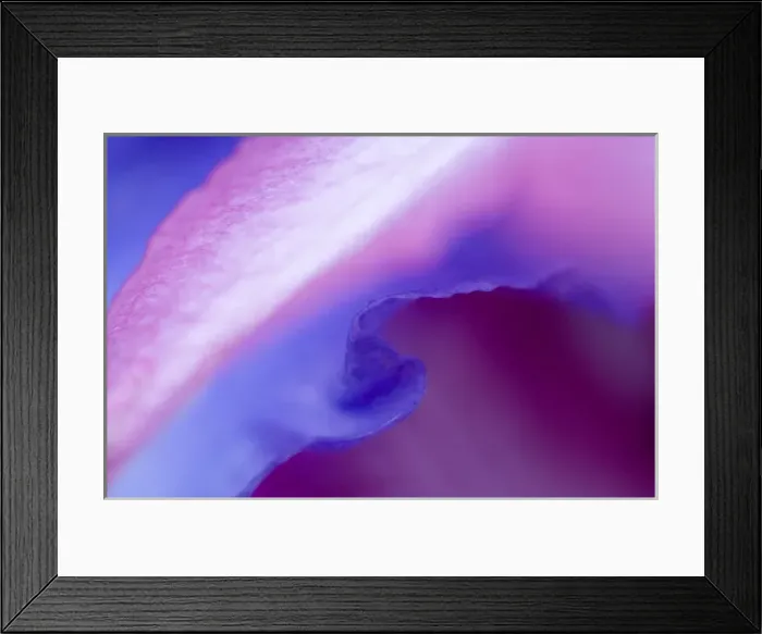 Framed Print : Petal Pattern. Credit as: Nancy Rotenberg  /  Jaynes Gallery  /  DanitaDelimont