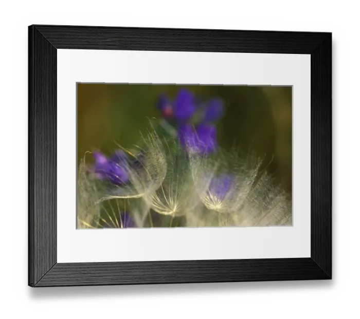 Framed Print : Seedheads blowing in the garden. Credit as: Nancy Rotenberg  /  Jaynes Gallery  /  DanitaDelimont