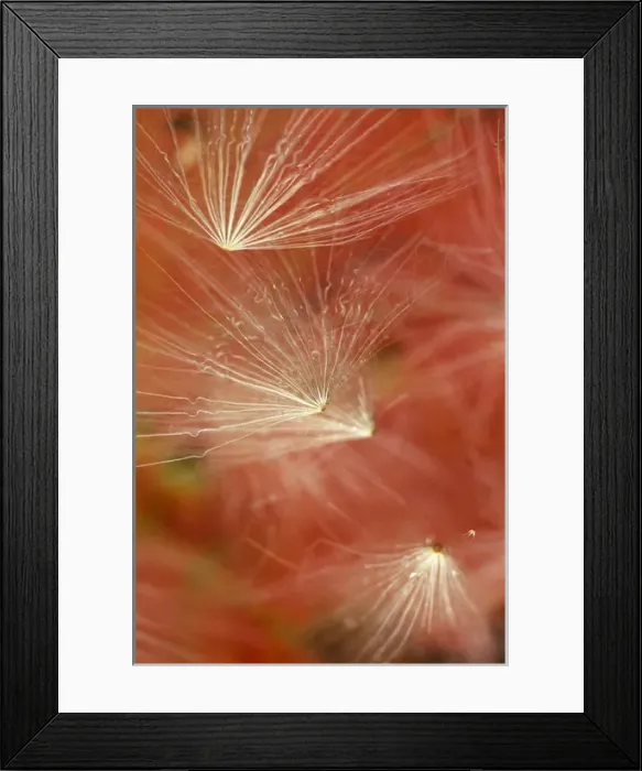 Framed Print : Seedheads Flying in Fall. Credit as: Nancy Rotenberg / Jaynes Gallery / DanitaDelimont Framed Print : Seedheads Flying in Fall. Credit as: Nancy Rotenberg / Jaynes Gallery / DanitaDelimont
