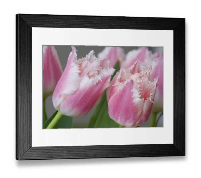 Framed Print : Detail of parrot tulips. Credit as: Don Paulson  /  Jaynes Gallery  /  DanitaDelimont