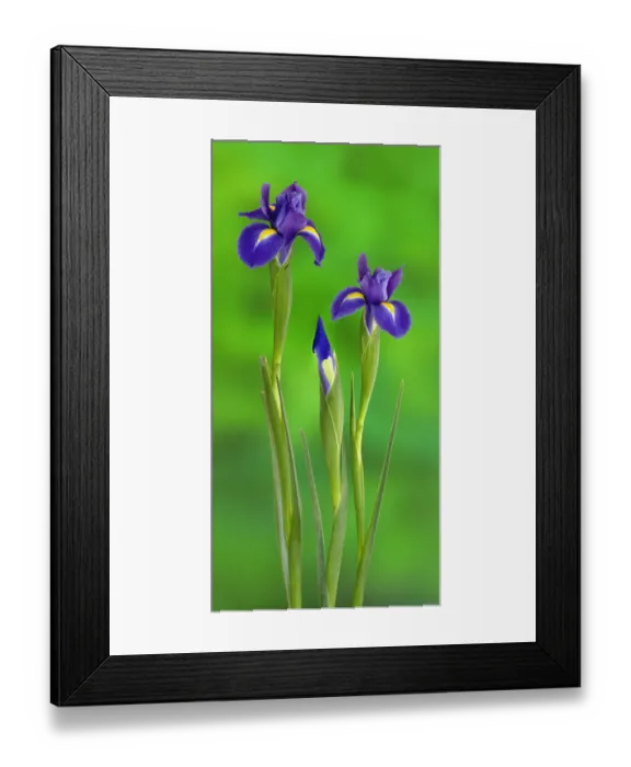 Framed Print : Iris Flowers