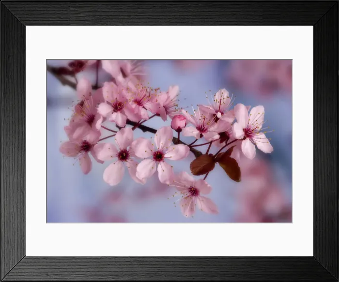 Framed Print : Close-up of cherry blossoms or sakura. Credit as: Don Paulson / Jaynes Gallery / DanitaDelimont Framed Print : Close-up of cherry blossoms or sakura. Credit as: Don Paulson / Jaynes Gallery / DanitaDelimont