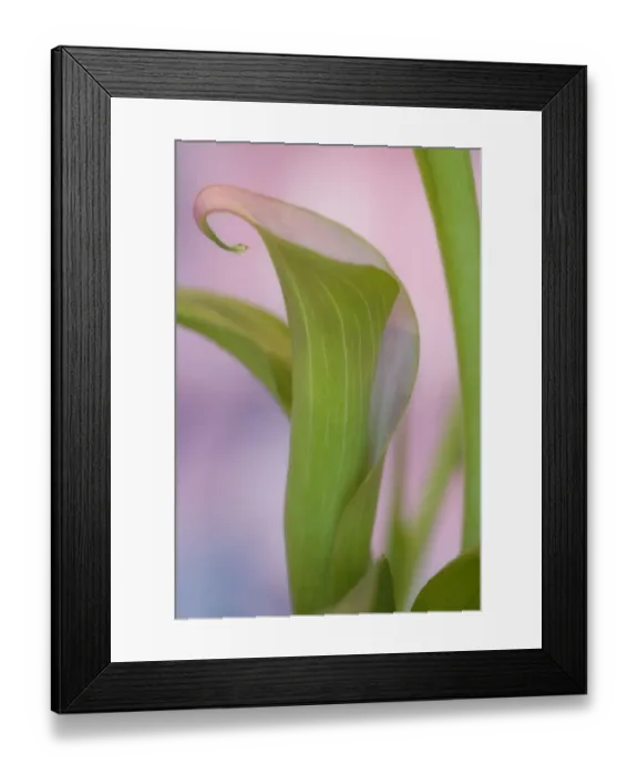 Framed Print : Close-up of calla Lily. Credit as: Don Paulson  /  Jaynes Gallery  /  DanitaDelimont