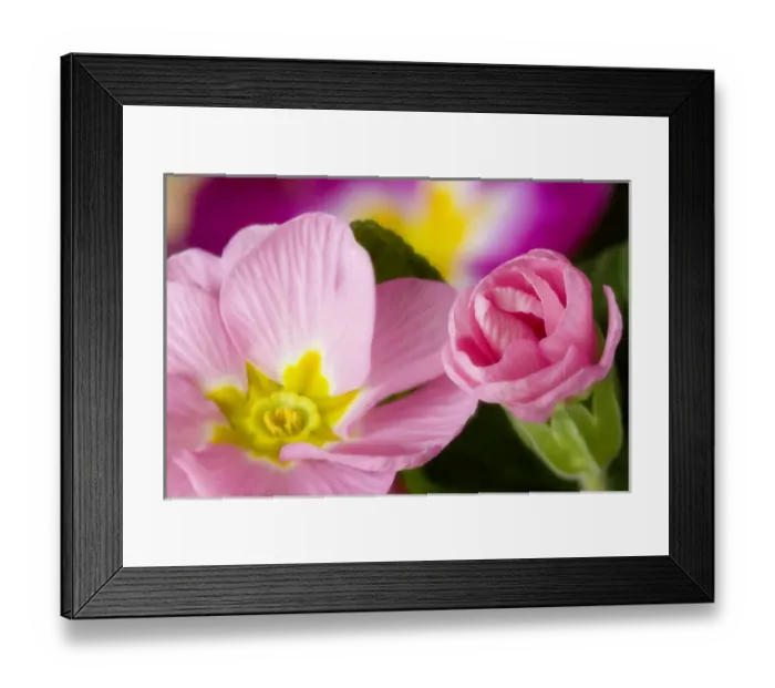 Framed Print : Detail of primrose blossoms. Credit as: Don Paulson / Jaynes Gallery / DanitaDelimont Framed Print : Detail of primrose blossoms. Credit as: Don Paulson / Jaynes Gallery / DanitaDelimont