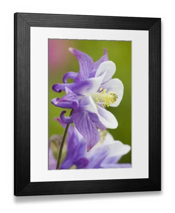 Framed Print : Columbine flower close-up in garden. Credit as: Don Paulson  /  Jaynes Gallery  /  DanitaDelimont
