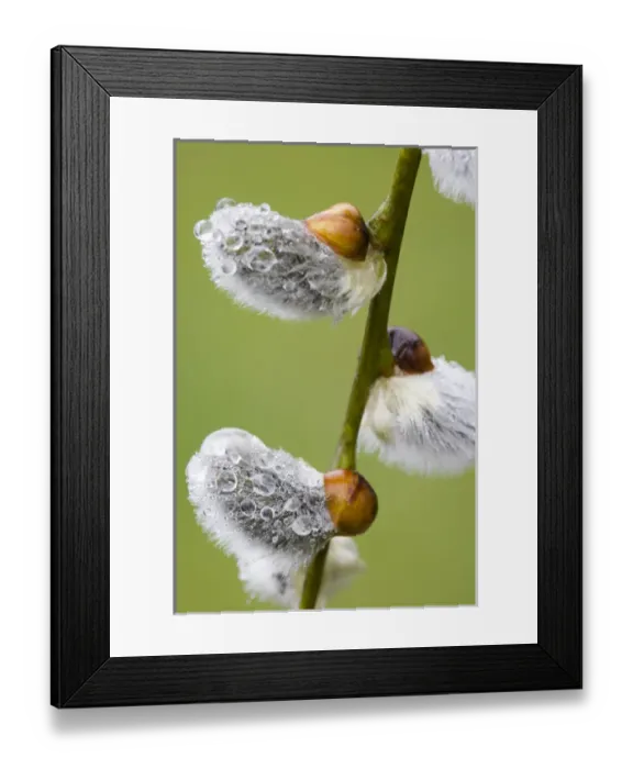 Framed Print : Close-up of rain drops on pussy willows. Credit as: Don Paulson / Jaynes Gallery / DanitaDelimont Framed Print : Close-up of rain drops on pussy willows. Credit as: Don Paulson / Jaynes Gallery / DanitaDelimont