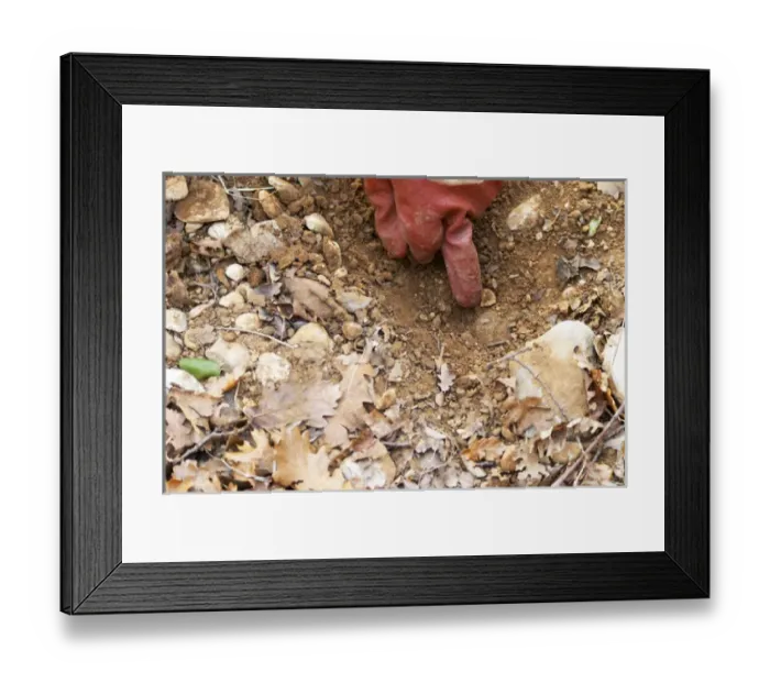 Framed Print : A gloved finger pointing to a truffle in the soil at La Truffe de Ventoux truffle farm Framed Print : A gloved finger pointing to a truffle in the soil at La Truffe de Ventoux truffle farm
