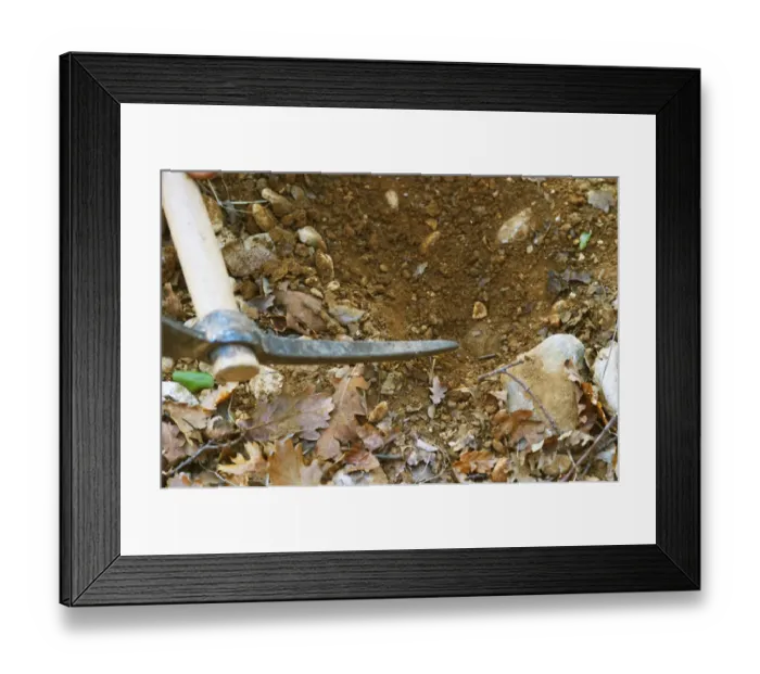 Framed Print : A pick scratching the soil pointing to a truffle at La Truffe de Ventoux truffle farm Framed Print : A pick scratching the soil pointing to a truffle at La Truffe de Ventoux truffle farm