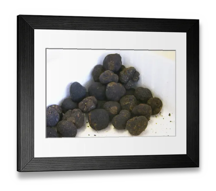 Framed Print : Truffles at La Truffe de Ventoux truffle farm, Vaucluse, Rhone, Provence, France Framed Print : Truffles at La Truffe de Ventoux truffle farm, Vaucluse, Rhone, Provence, France