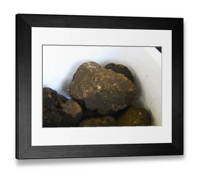 Framed Print : Truffles at La Truffe de Ventoux truffle farm, Vaucluse, Rhone, Provence, France Framed Print : Truffles at La Truffe de Ventoux truffle farm, Vaucluse, Rhone, Provence, France