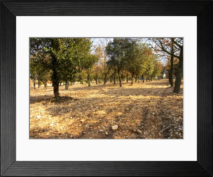 Framed Print : The planted truffle forest field at La Truffe de Ventoux truffle farm, Vaucluse