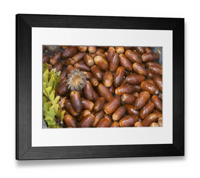 Framed Print : Oak acorns that will be seeded with truffles spores, planted and grown to truffles Framed Print : Oak acorns that will be seeded with truffles spores, planted and grown to truffles