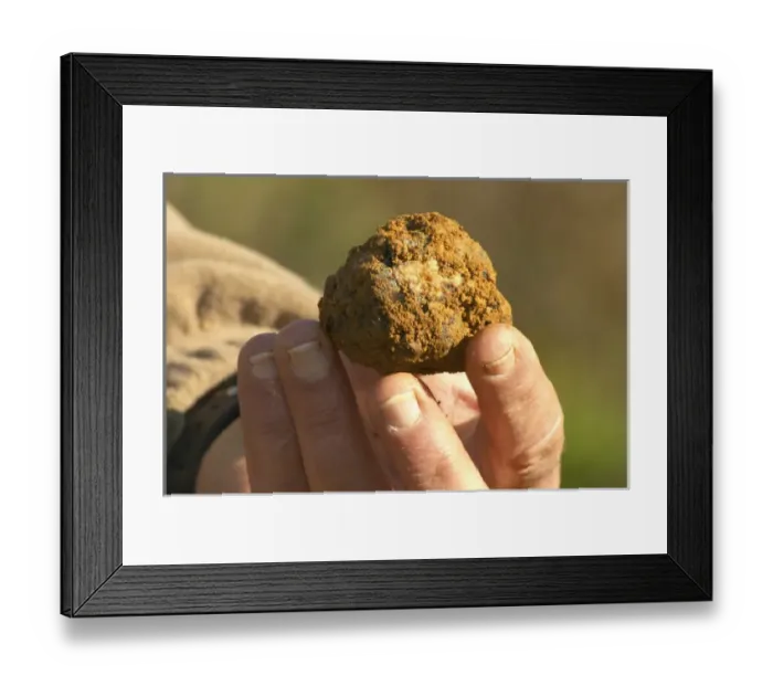 Framed Print : Hugues Martin, the owner of the truffles farm A truffle just dug out of the ground Framed Print : Hugues Martin, the owner of the truffles farm A truffle just dug out of the ground