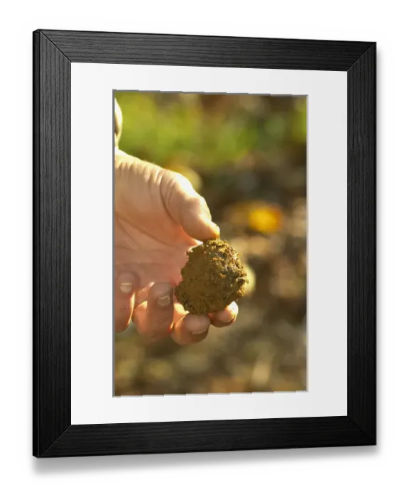 Framed Print : A truffle just dug out of the ground, but unfortunately this truffle is rotten since