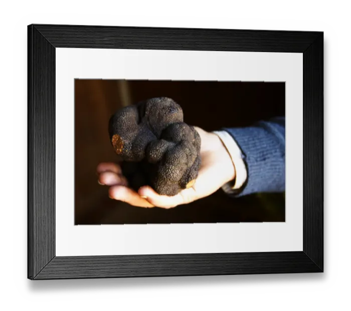 Framed Print : Hugues Martin, the owner of the truffles farm holding a gigantic fresh black Perigord
