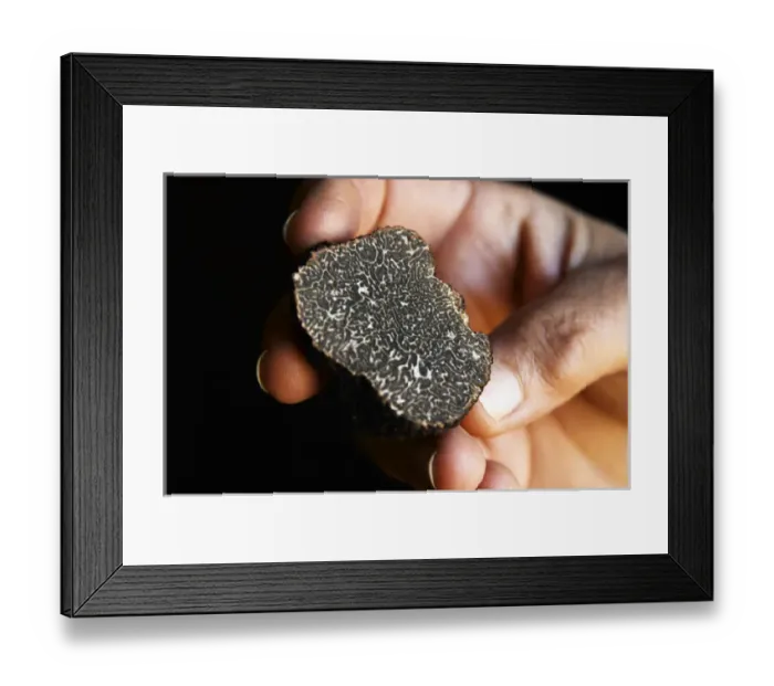 Framed Print : Hugues Martin, the owner of the truffles farm holding a fresh Perigord truffle in